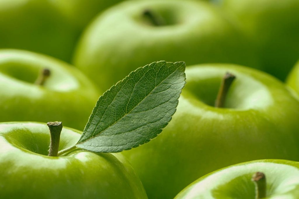 Ignoring fibre may increase Irritable Bowel Disease severity and flare-ups