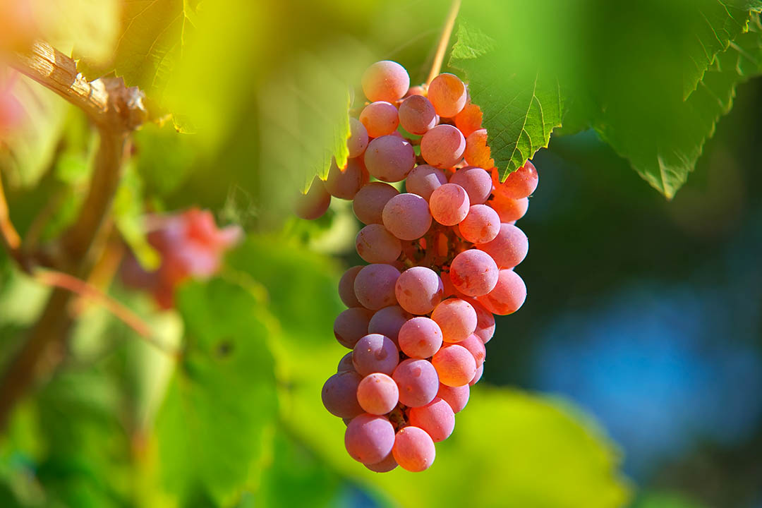 Inulin – The Prebiotic Fibre for Gut Health